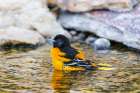Baltimore Oriole male bathing-Marion County-Illinois Art Print
